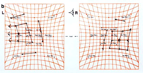 Normal Diplopia Chart