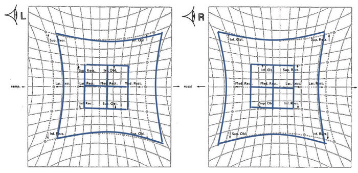 Normal Diplopia Chart