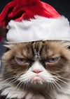 Photo of cat with festive hat.